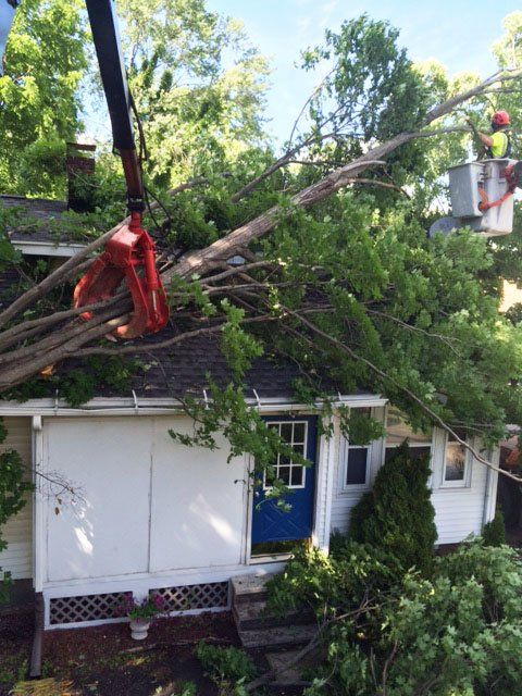 Storm damage removal