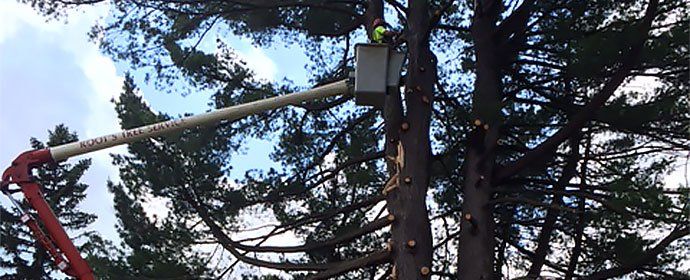 Storm damage removal