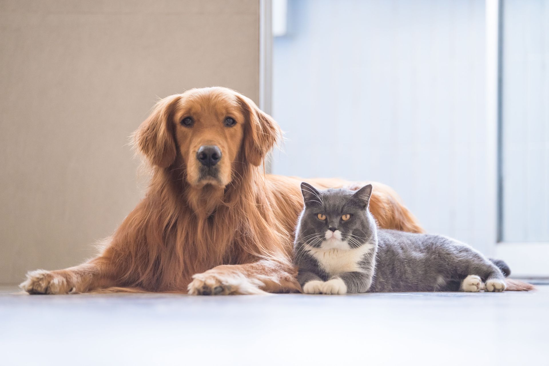 The Importance of Visiting a Professional Animal Clinic