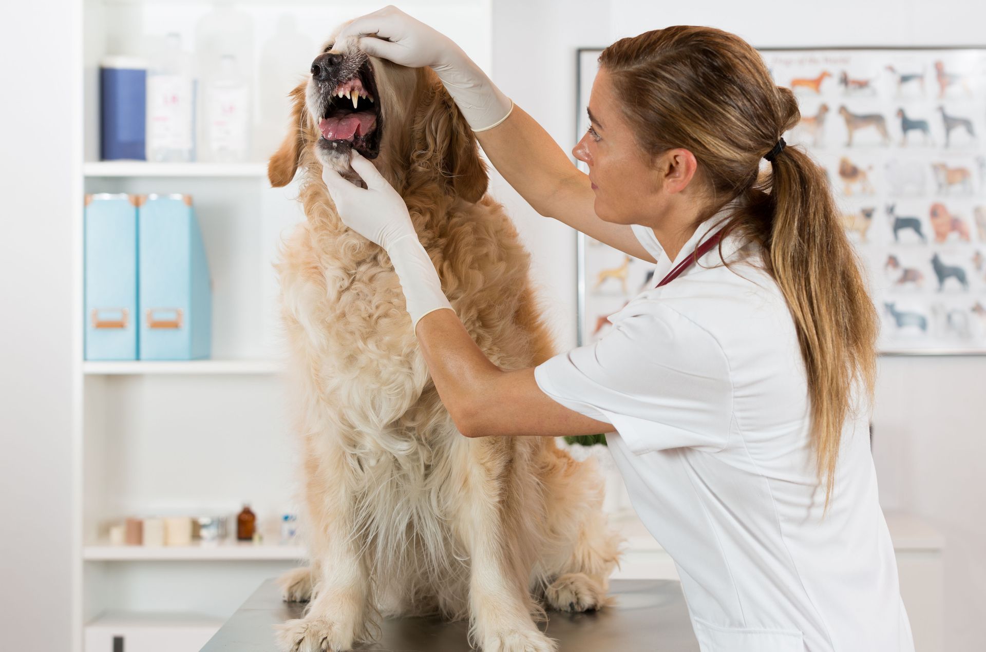 Top Reasons to Partner With Local Animal Clinics for Your Pet's Health