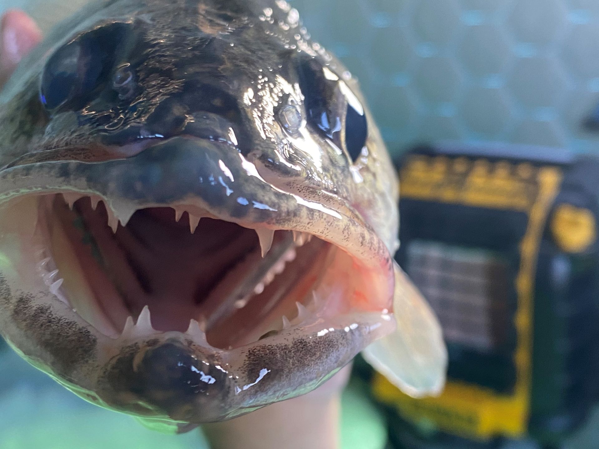 a close up of a fish with its mouth open.