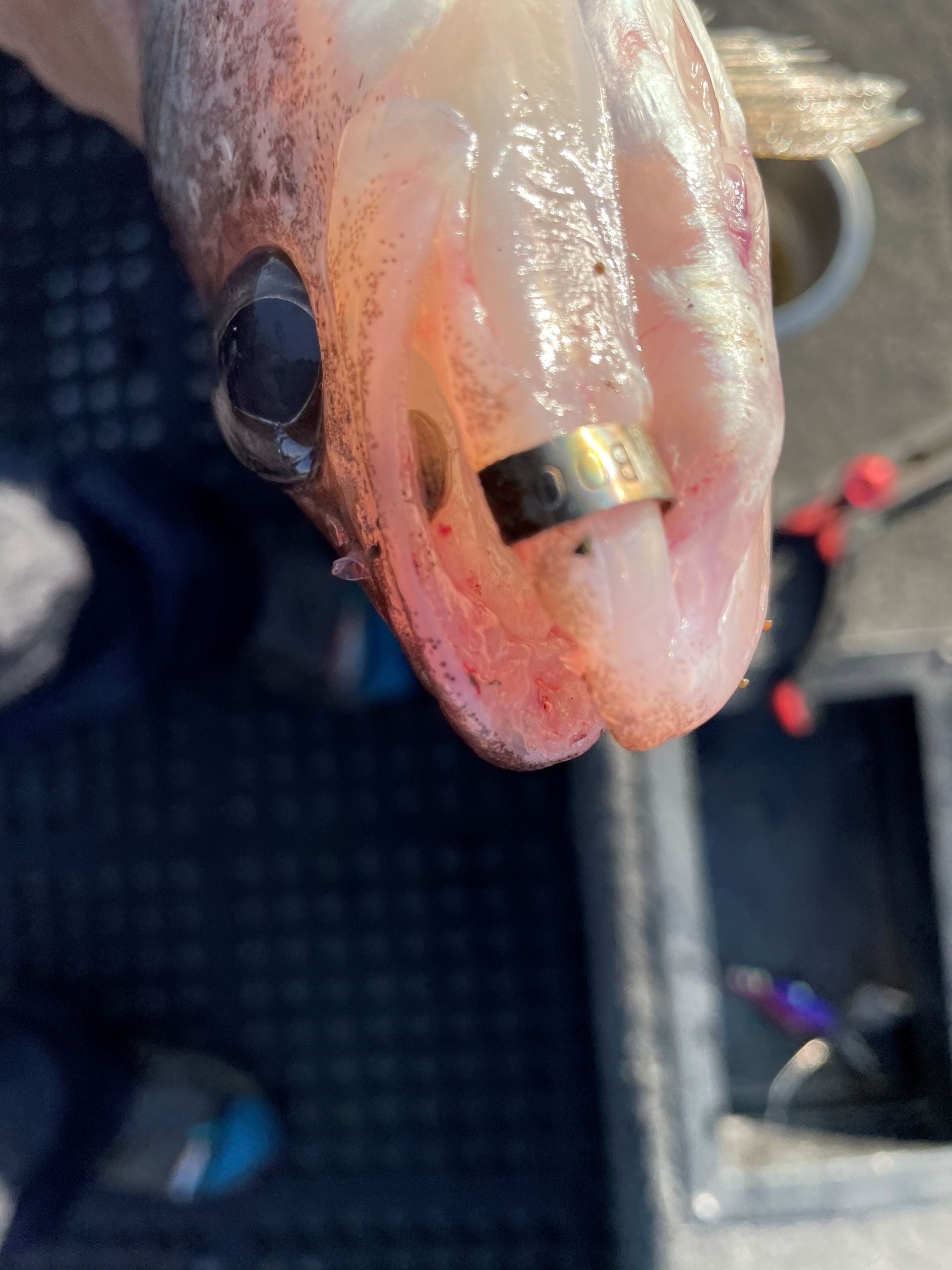 A fish with a ring in its mouth