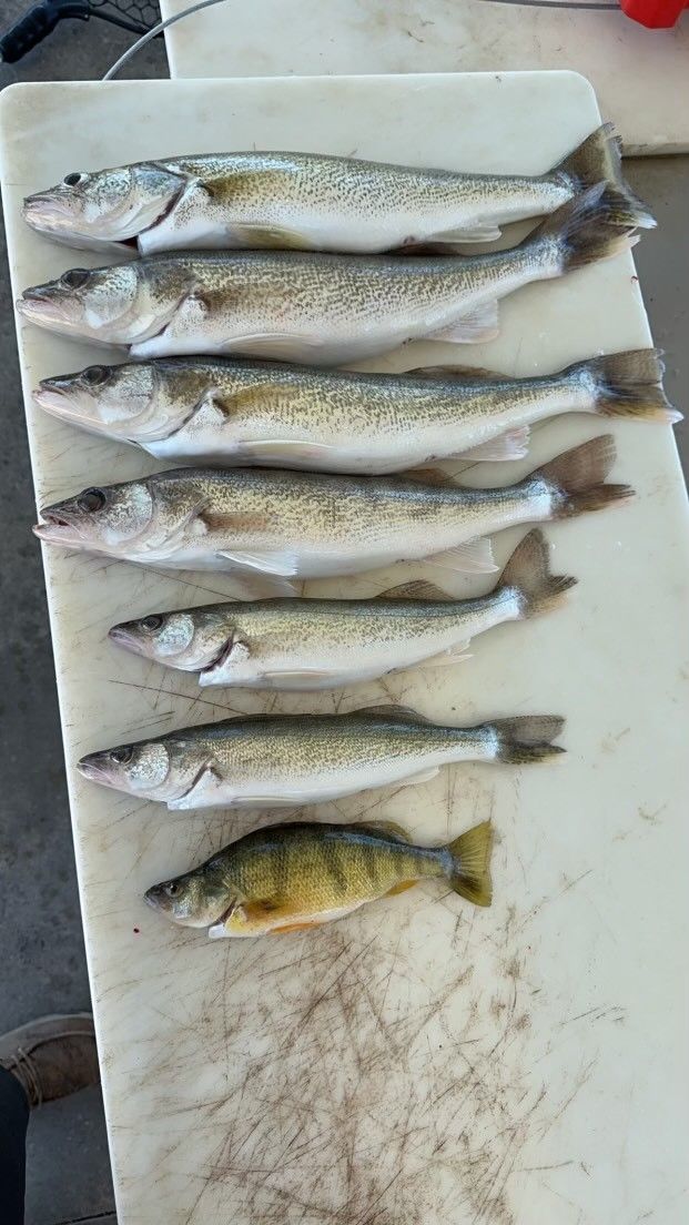 A bunch of fish with different sizes