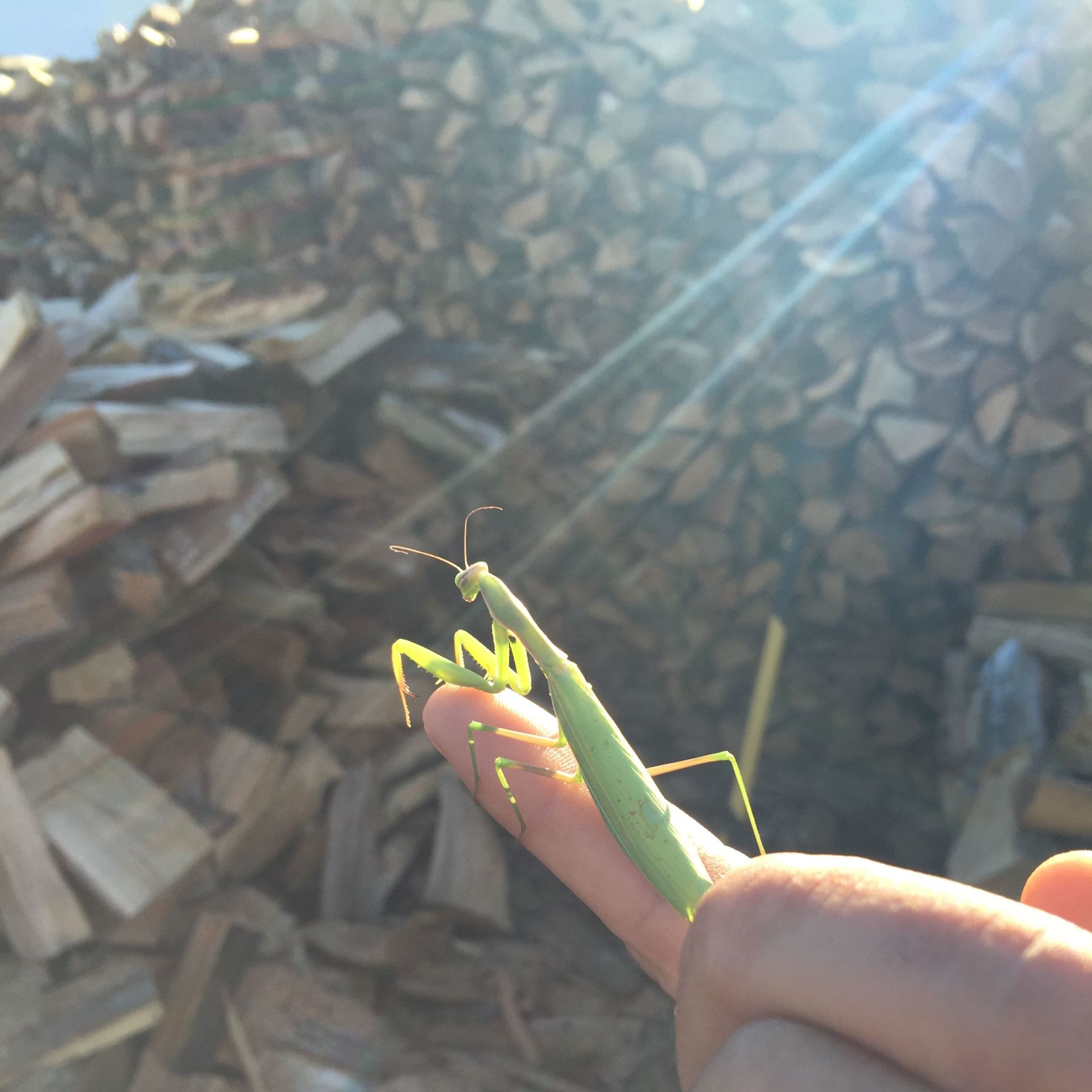 Mantis in front of the firewood