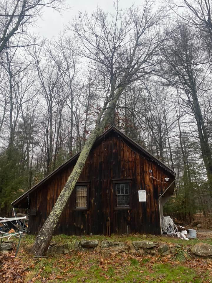 A tall tree leans against a dark wooden cabin in a wooded area on an overcast day.