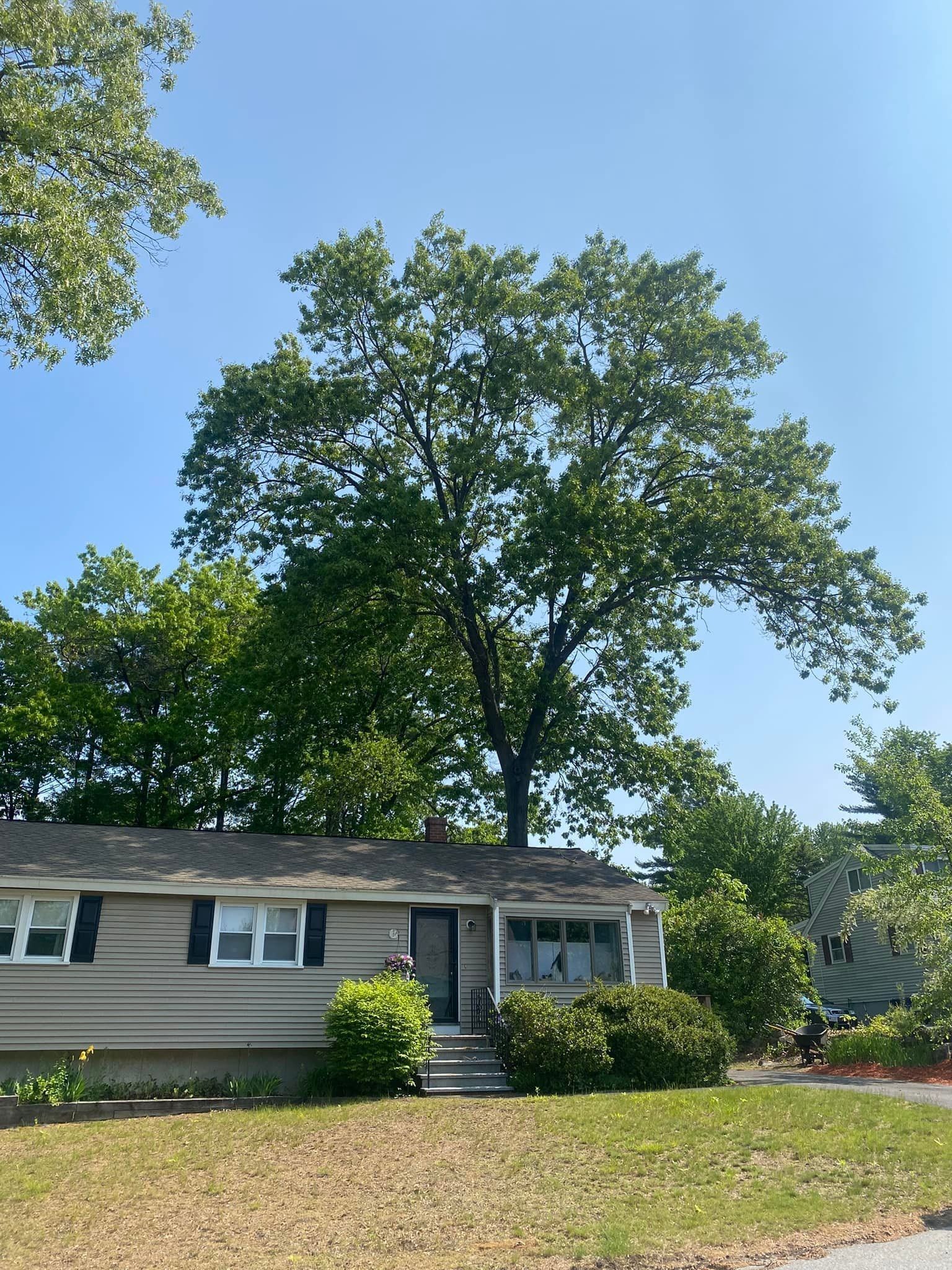 House with a large tree growing from the roof, green foliage and blue sky.