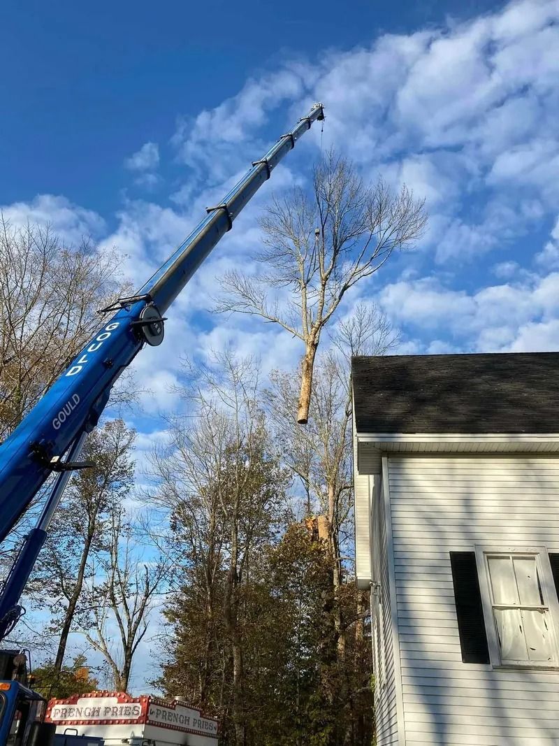 A tree being trimmed by a crane next to a white house under a blue sky.