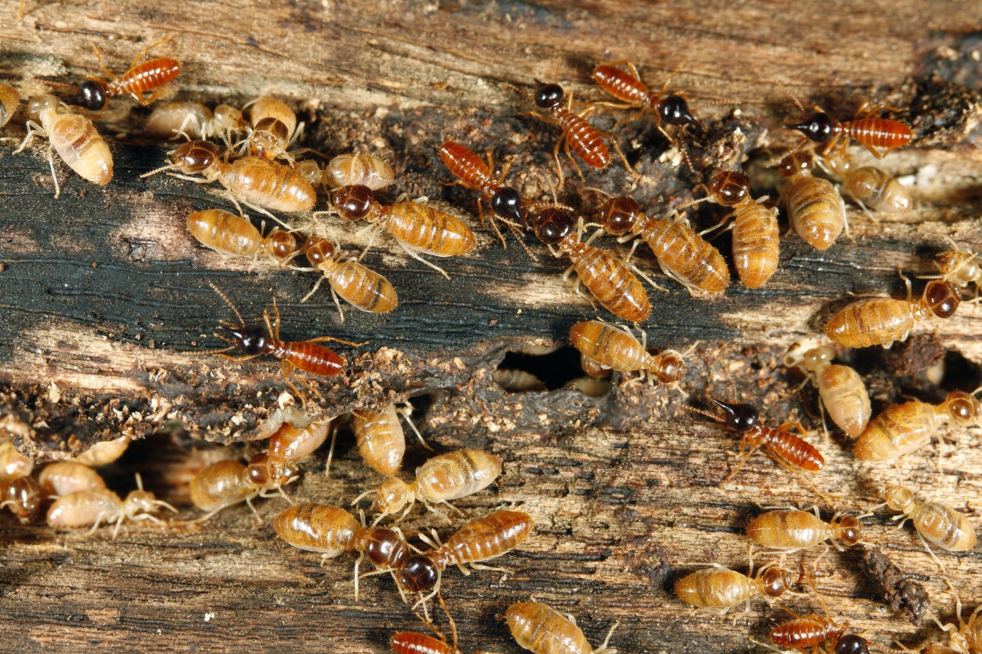 How Much Should You Set Aside for Pest Control Services?