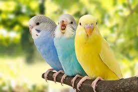 Parakeets