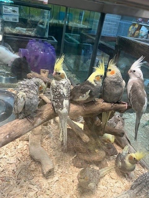 A group of cockatiels is sitting on a branch in a cage.