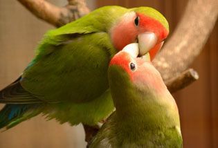 Lovebirds