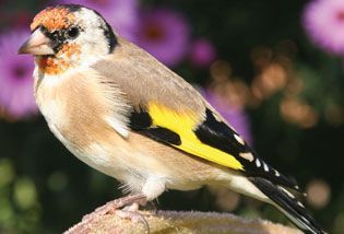 Finch