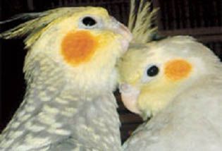 Cockatiels