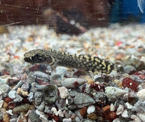 Bichir