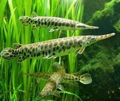 Florida Gar