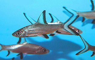 Bala Sharks