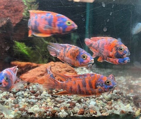 Assorted African Cichlids