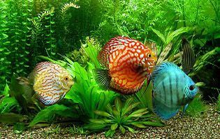 Discus