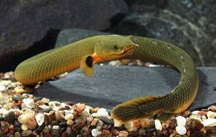 Rope Fish