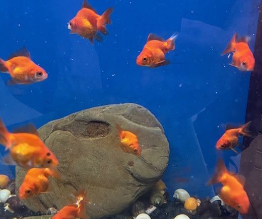 Fancy Goldfish