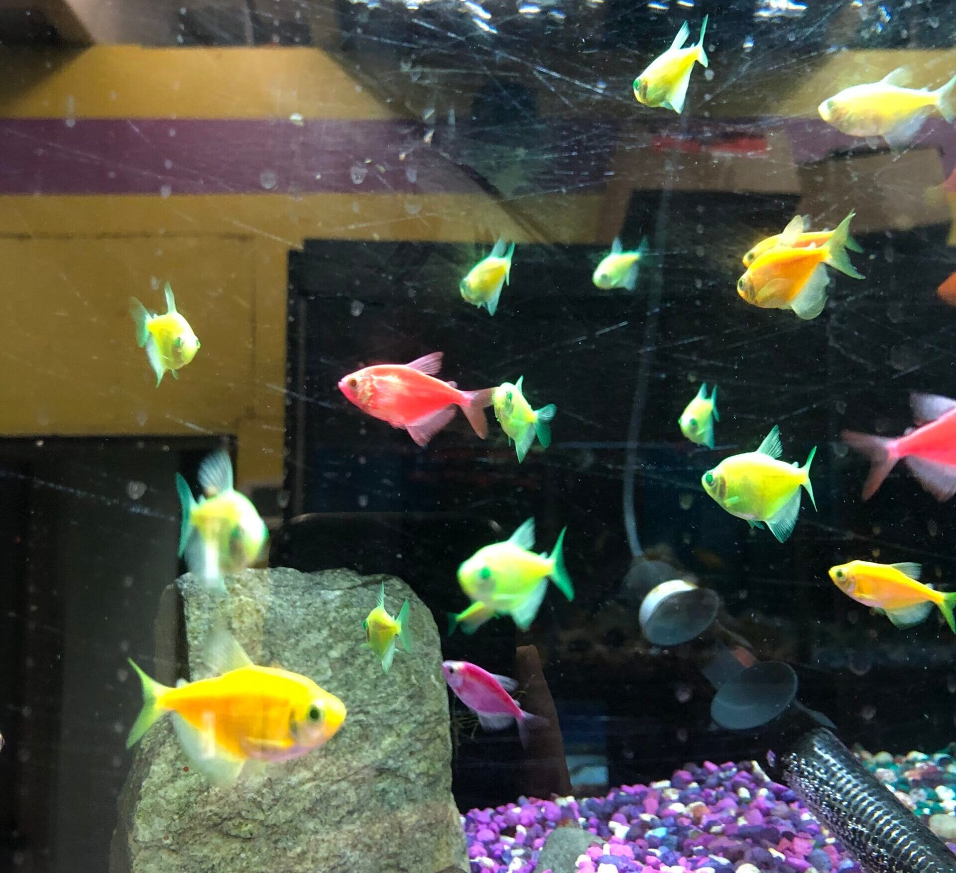 Glo-Tetra