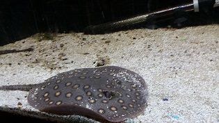 Motoro Stingray
