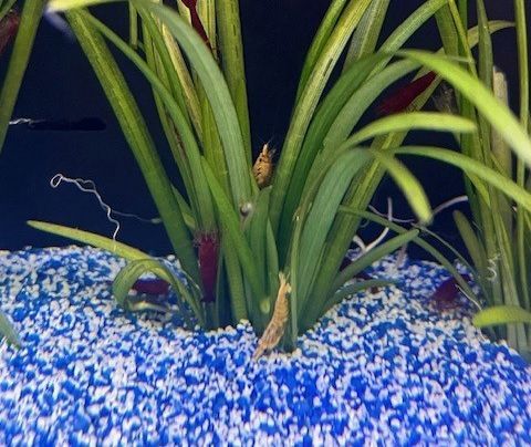 Fancy Shrimp