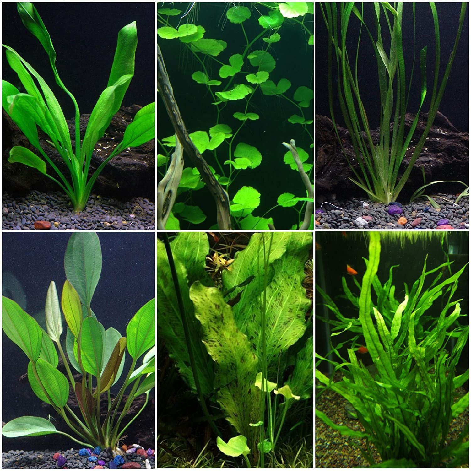Freshwater Plants