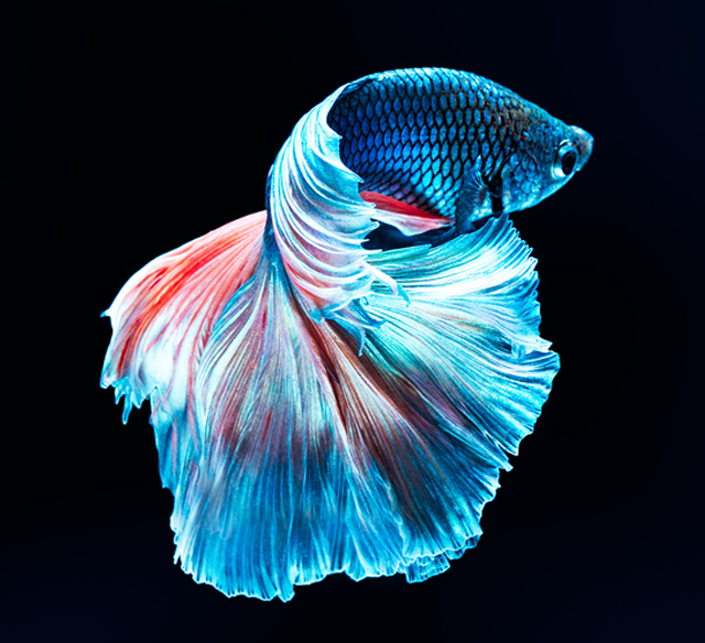 Betta Fish