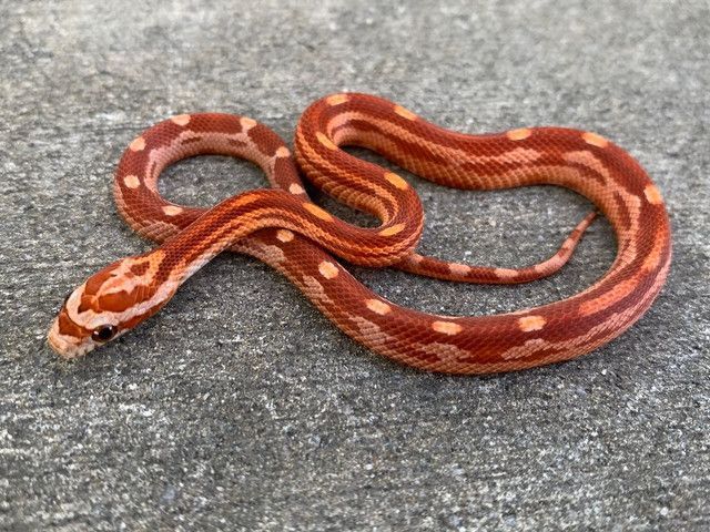 Corn Snake