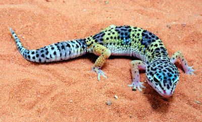 Leopard Gecko