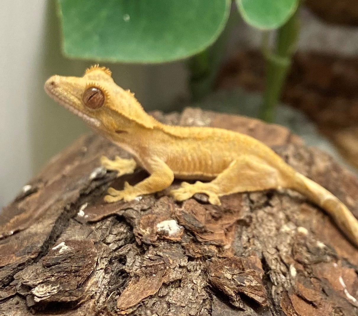 Crested Gecko