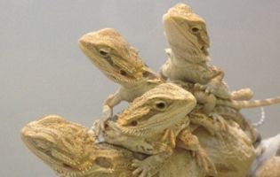 Baby Bearded Geckos