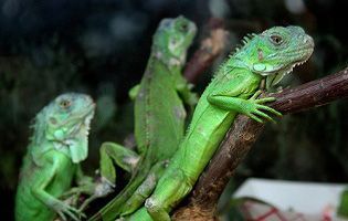 Iguanas