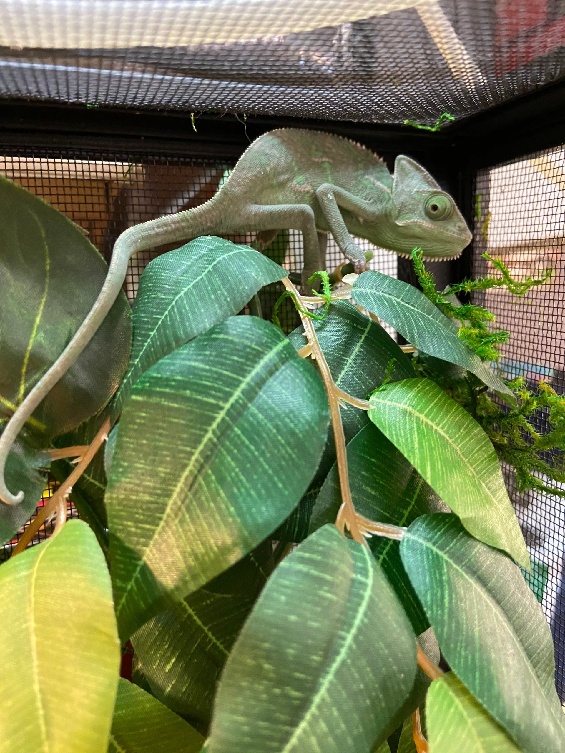 Veiled Chameleon