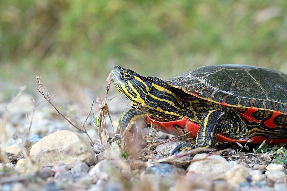 Turtle