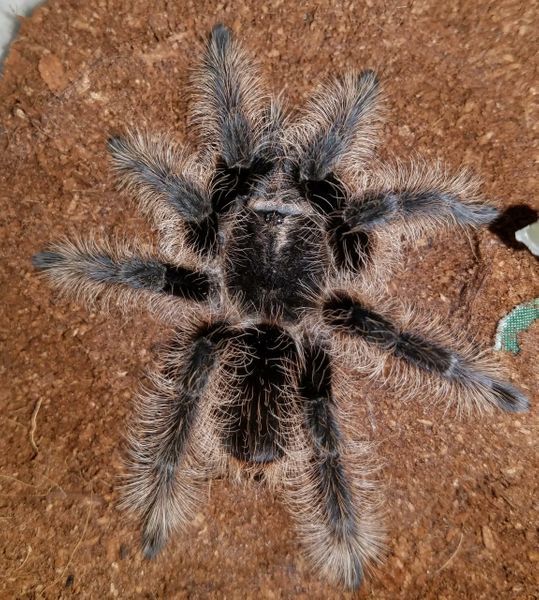 Curly Hair Tarantula
