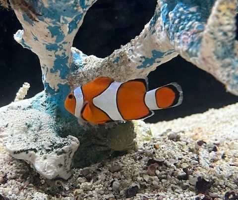 Percula Clowns