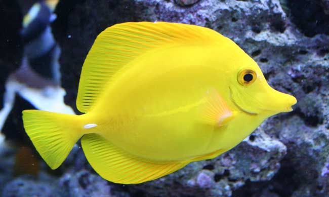 Yellow Tangs