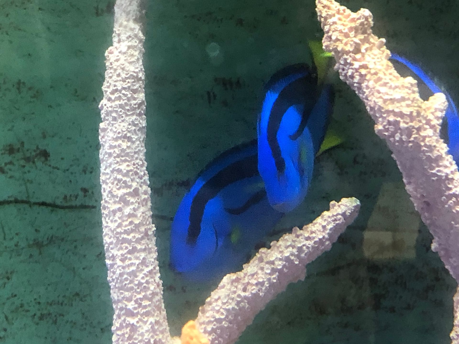 Blue Tangs