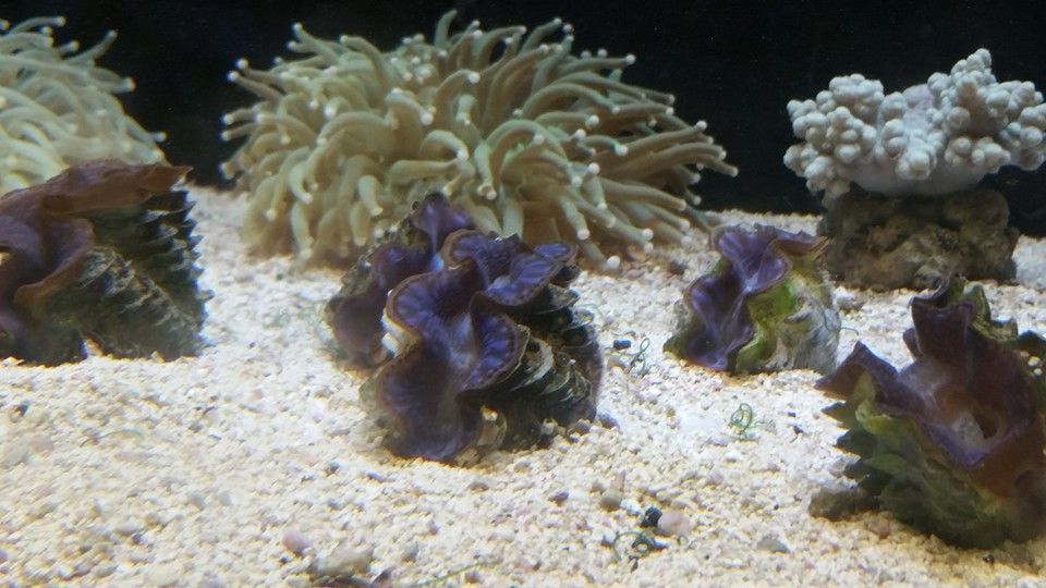 Saltwater Clams