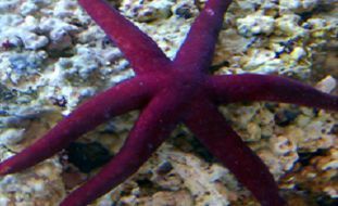 Purple Linckia Starfish