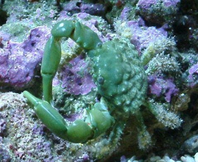 Emerald Crab