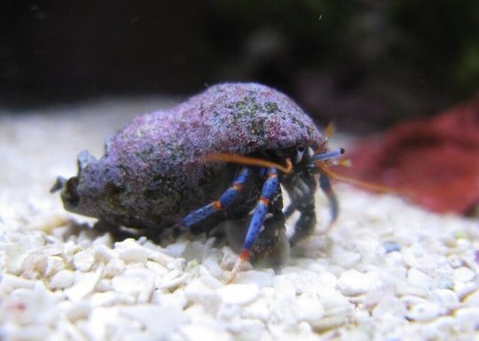 Hermit Crab