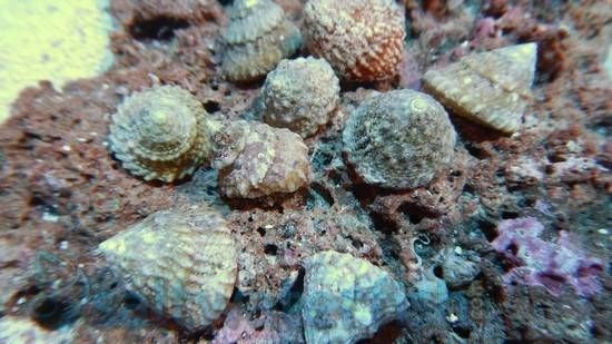 Snails