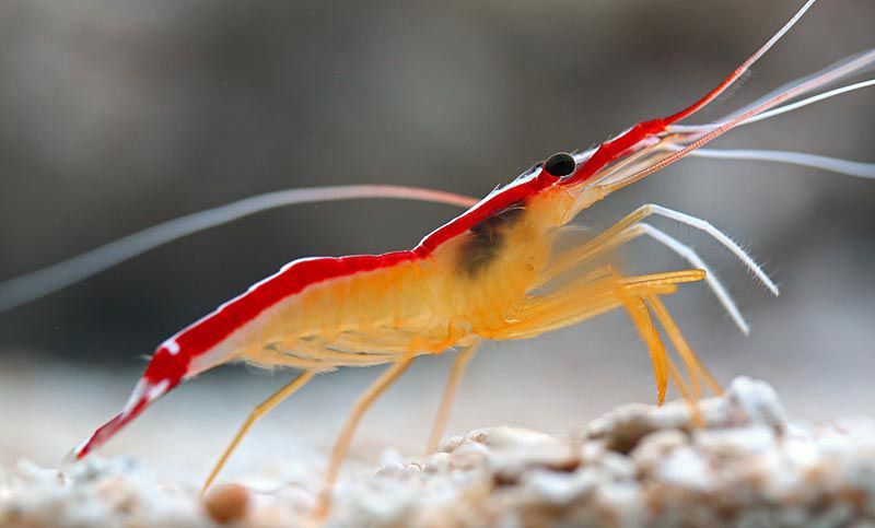 Cleaner Shrimp