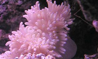 Anemone