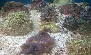 Corals