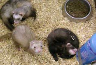 Ferrets