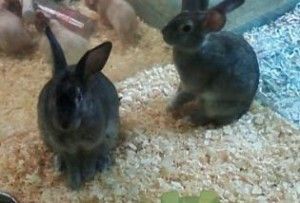 Bunnies